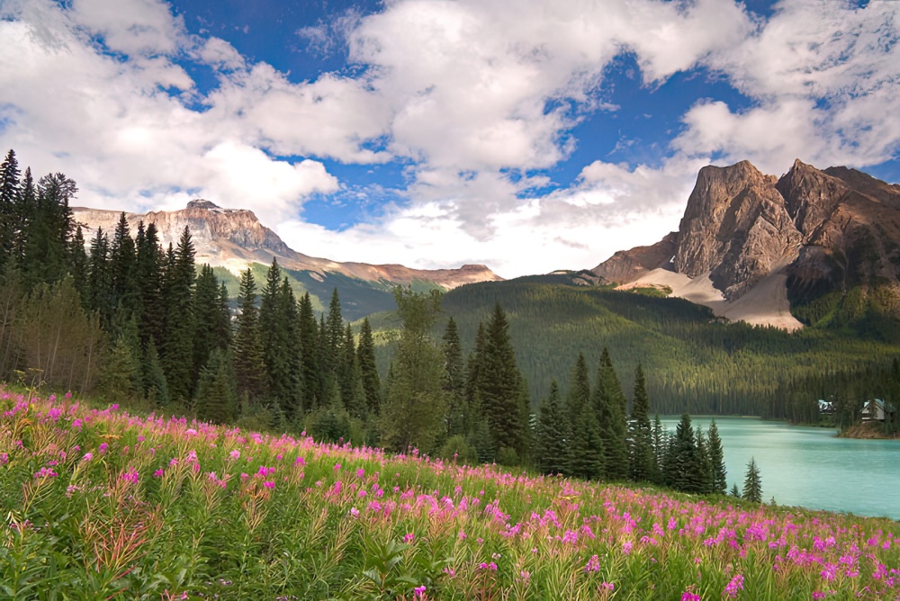 Pink flowers in a meadow with a lake and mountain peak in the background in Yoho National Park, British Columbia. Image by Don Paulson.