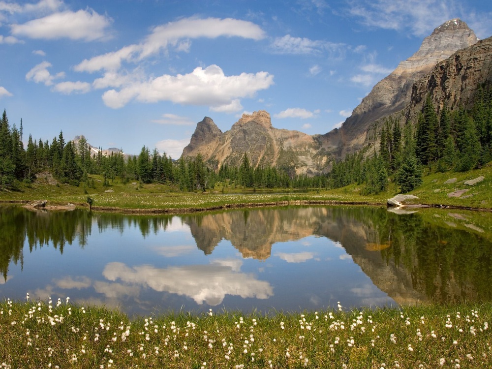 Small white wildflowers on the banks of Moore Lake, Yoho National Park, British Columbia by Don Paulson