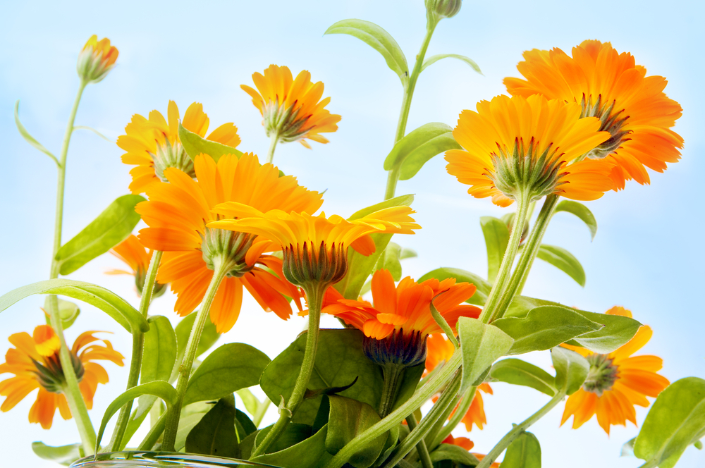 Orange flowers under a blue sky