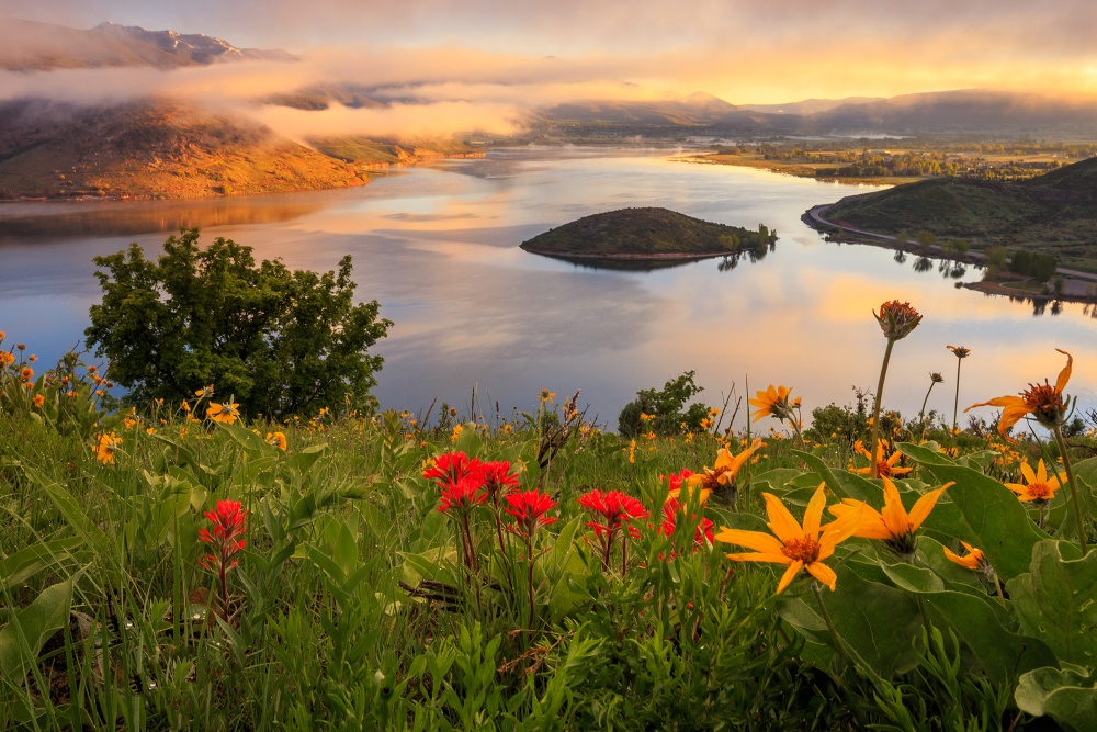 Spring wildflowers above Heber Valley at sunrise, Utah, USA