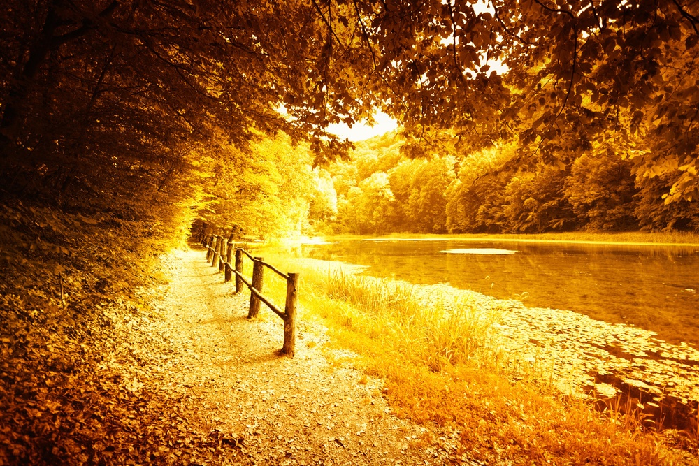 A wooded path alongside a pond in autumn.