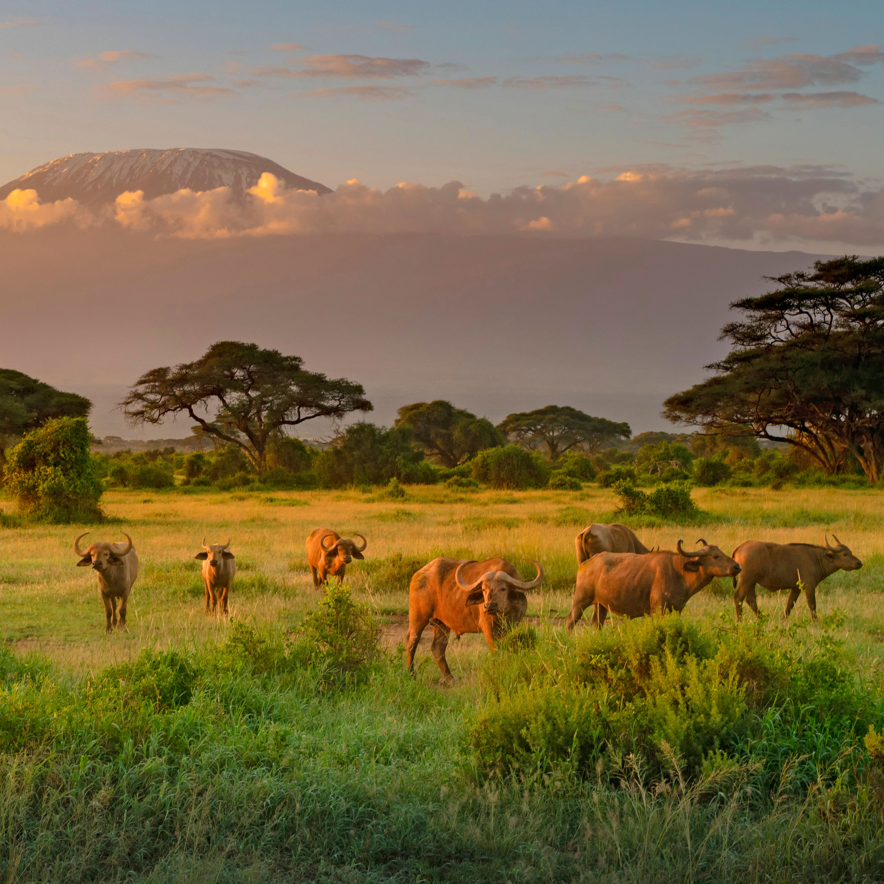 Mount Killimanjaro in Morning light, Amboseli, Kenya