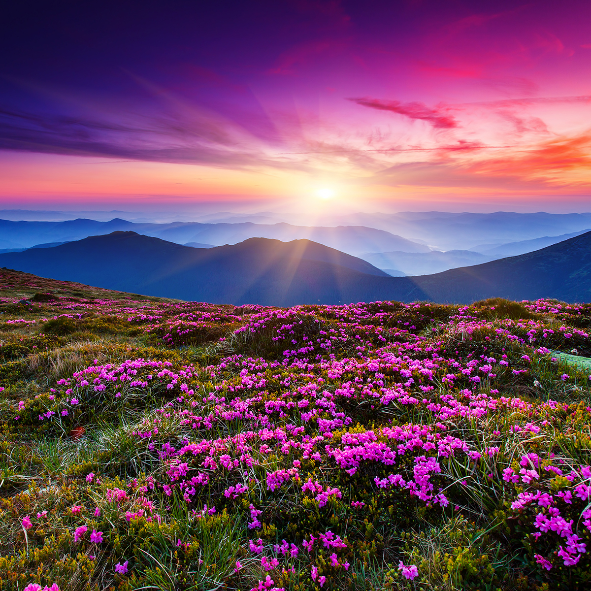 shutterstock_128478668