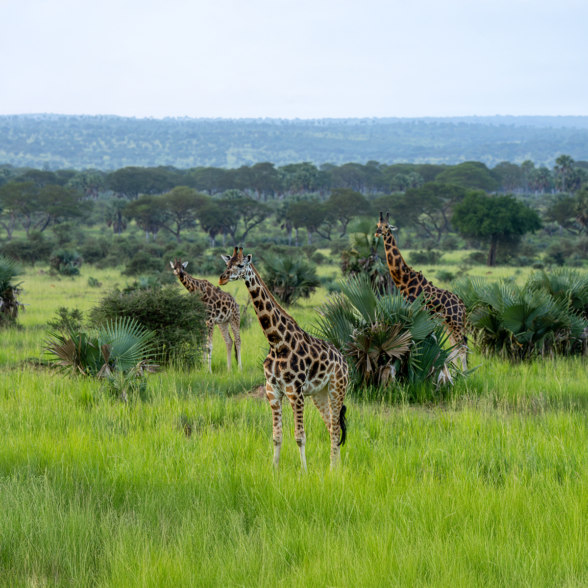 shutterstock_2478018221