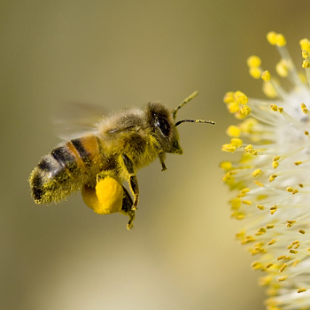 Bee hovering while collecting pollen