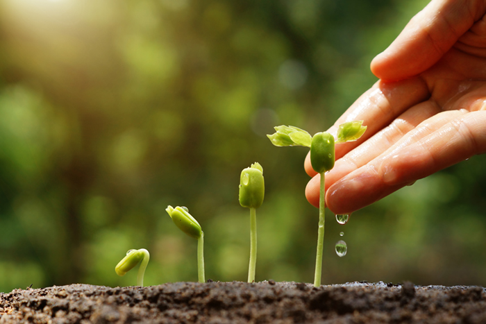 Agriculture Growing Plants Plant Seedling Agriculture Growing Plants Plant Seedling