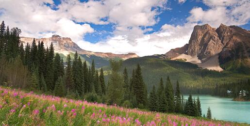 Pink flowers in a meadow with a lake and mountain peak in the background in Yoho National Park, British Columbia. Image by Don Paulson.