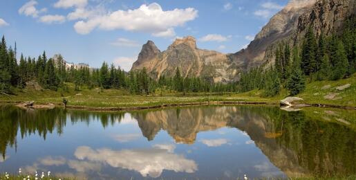 Small white wildflowers on the banks of Moore Lake, Yoho National Park, British Columbia by Don Paulson