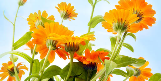 Orange flowers under a blue sky