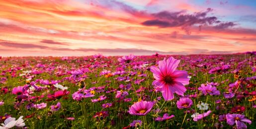 Field of pink Cosmos flowers under a pink, orange and purple-streaked sky
