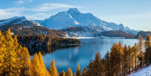 Lake Sils, Switzerland surrounded by golden pine trees and snow covered mountains.