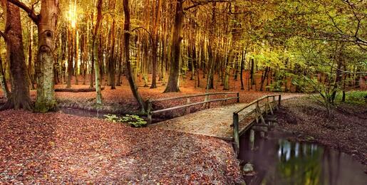 Autumn scene of foot bridge over a river in a forest with fallen leaves covering the ground
