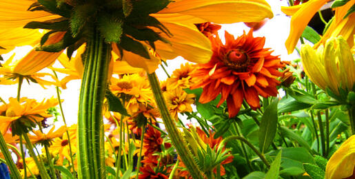 Yellow and red flowers up close, as seen from below the blossoms