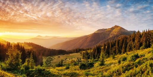Carpathian national park, Ukraine. Green meadow and pine trees with mountains in background.