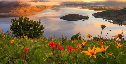 Spring wildflowers above Heber Valley at sunrise, Utah, USA