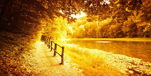 A wooded path alongside a pond in autumn.