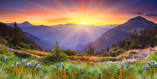 Wildflower meadow with purple flowers in foreground, purple mountains in background, rays of sun over the horizon